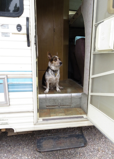 Cassie in the doorway.  She did not want to be left out as I prepped the RV.